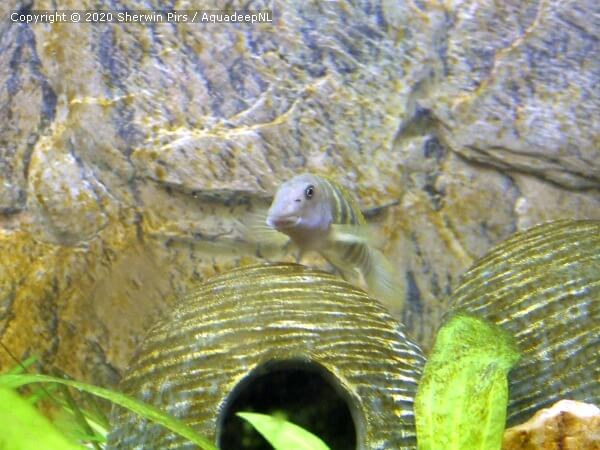 A featured photograph of Eretmodus cyanostictus (Striped goby cichlid)