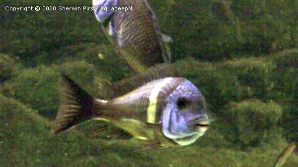 A featured photograph of Tropheus duboisi 'maswa' (White spotted cichlid)