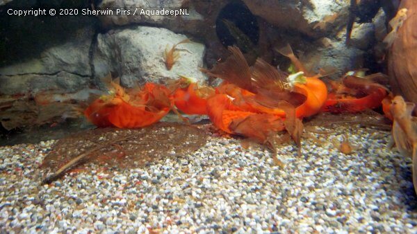 Ancistrus cf. 'longfin red' - AquadeepNL