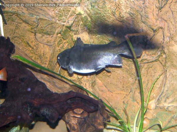 A featured photograph of Asterophysus batrachus (Gulper catfish)