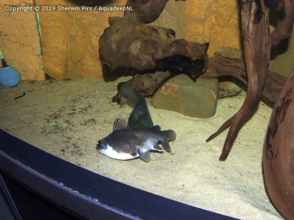 LiveAquaria.com - Mega Mouth Impressive 4-1/4 Brazilian Ogre Gulper  Catfish (Asterophysus batrachus) coming in today's Diver's Den®   The oversized scoop-like mouth of this predatory  catfish allows it to capture a wide