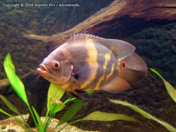A featured photograph of Astronotus cf. orbicularis cichlid
