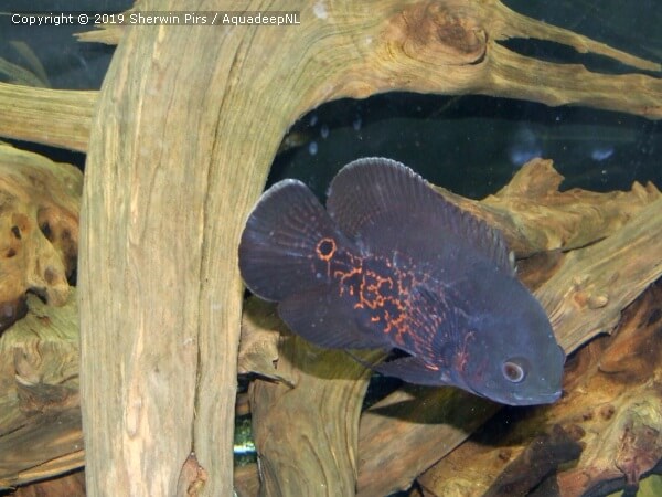 A featured photograph of Astronotus ocellatus cichlid