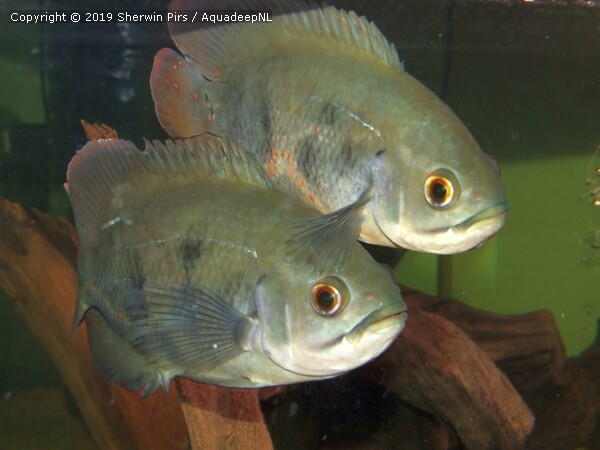 A featured photograph of Astronotus sp. 'rio orinoco' cichlid