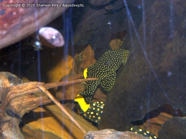 A featured photograph of Baryancistrus xanthellus (Gold nugget pleco)