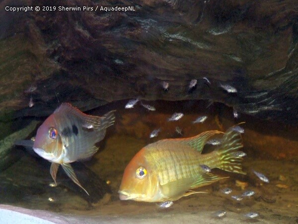 A featured photograph of Geophagus sp. 'tapajos orange head'