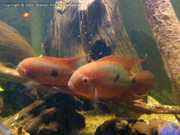 A featured photograph of Hypselecara temporalis (Chocolate cichlid)
