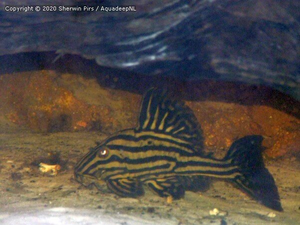 A featured photograph of Panaque nigrolineatus (L190) (Royal pleco)