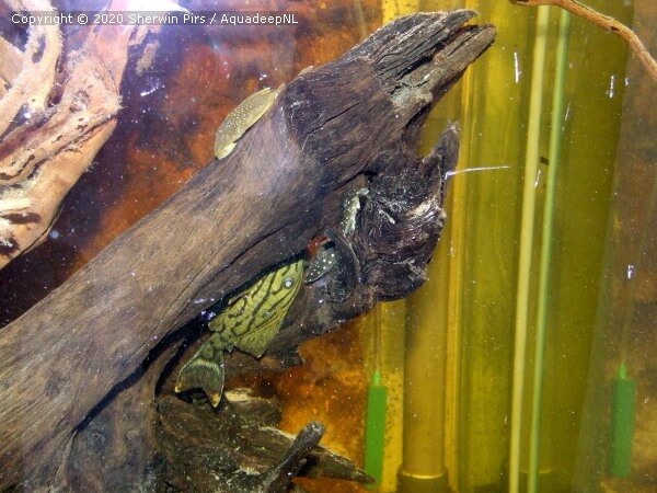 A featured photograph of Panaque sp. (L191) (Dull eyed royal pleco)