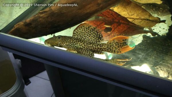 A featured photograph of Pseudacanthicus cf. leopardus - L114 pleco
