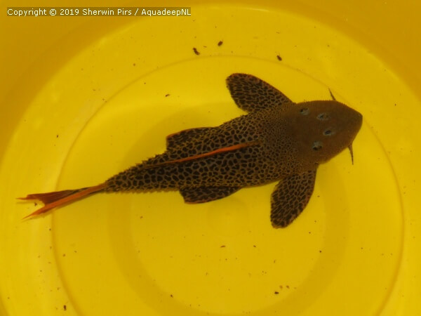 A featured photograph of Pseudacanthicus leopardus - L600 pleco
