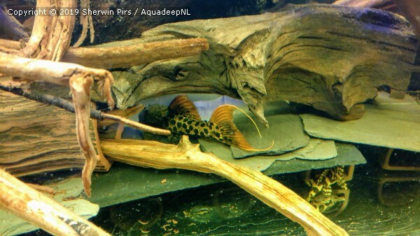A featured photograph of Pseudacanthicus sp. L273 pleco