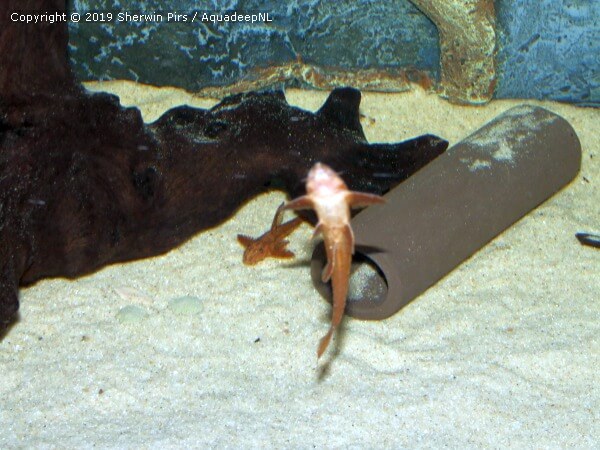 A featured photograph of Rineloricaria sp. red L010a pleco